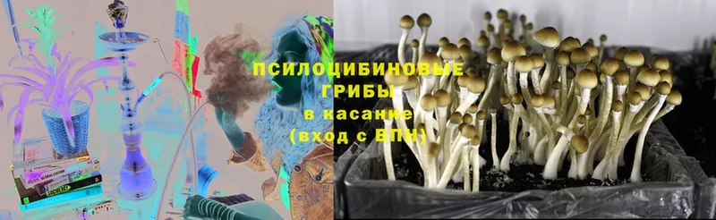 Псилоцибиновые грибы GOLDEN TEACHER  Андреаполь 